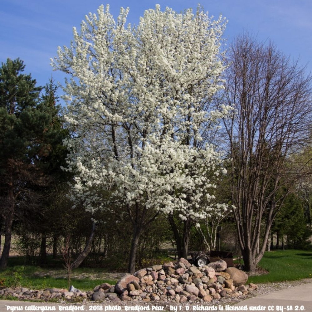 GrainesSeeds Poirier de Chine, Poirier d'ornement, Pyrus calleryana